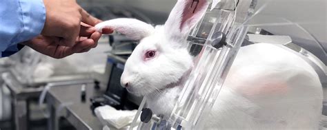 cosmetics animal testing seal|It’s time for the US to end cosmetics testing on animals.